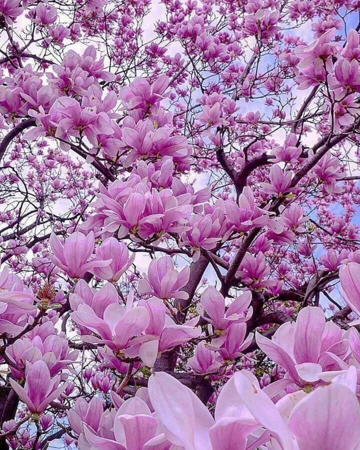 Enchanted Evening Purple Splendor